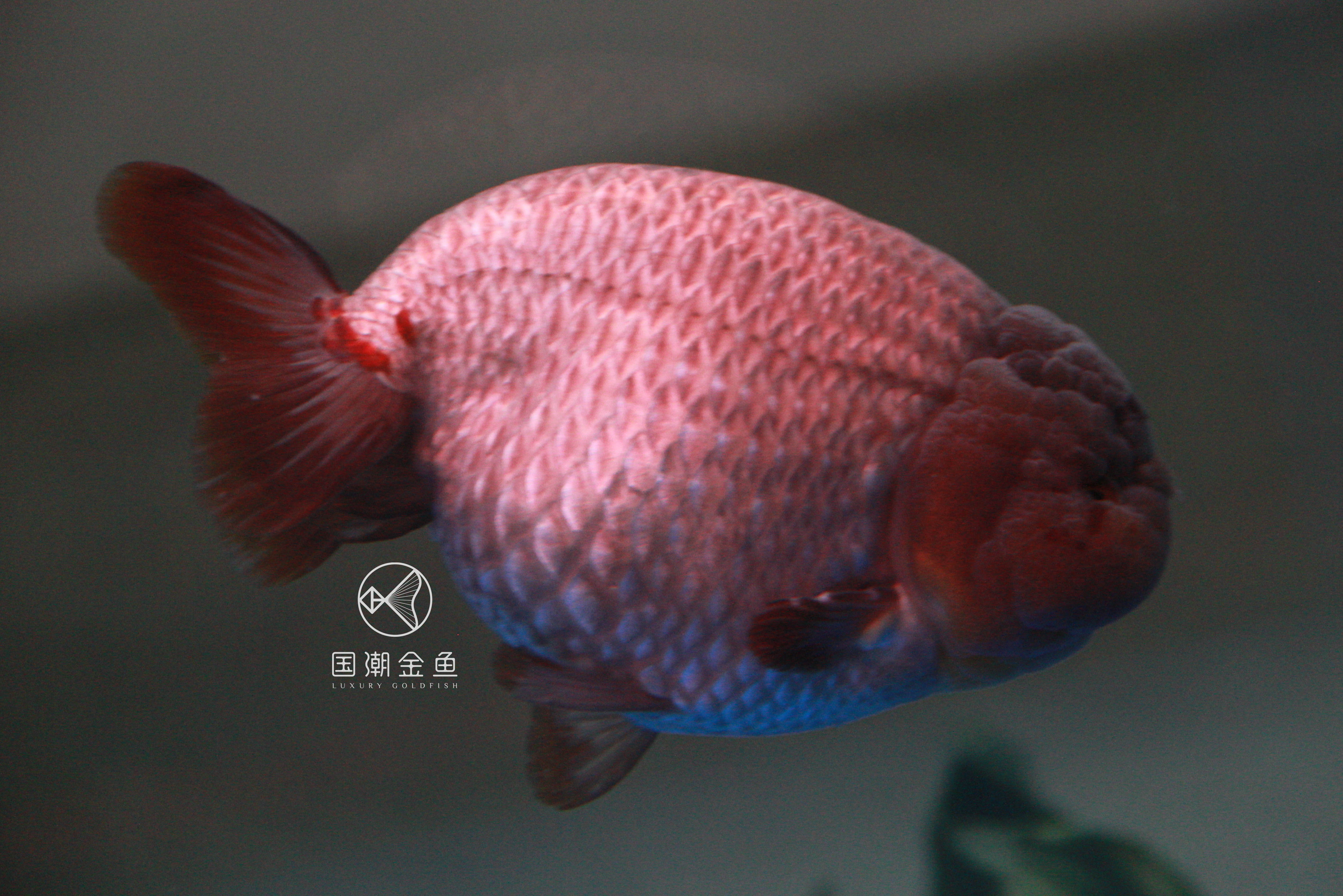 潘国诚谈养金鱼,福州潘国诚金鱼