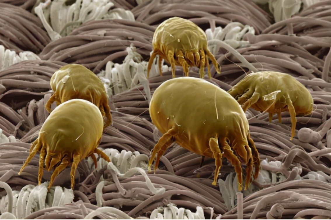 水星家纺被子能晒吗,晒被子能除螨是真的吗