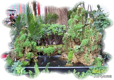 丛林式盆景欣赏,盆景欣赏及制作