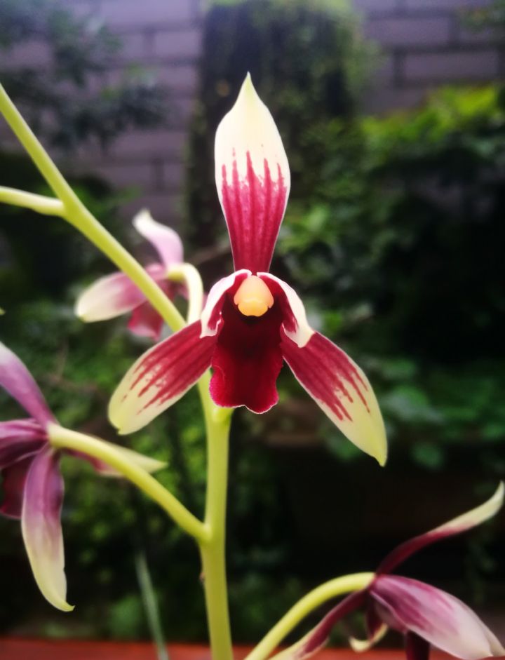 价值上百万一苗的秋榜红素，直接成为今年兰市的风向标