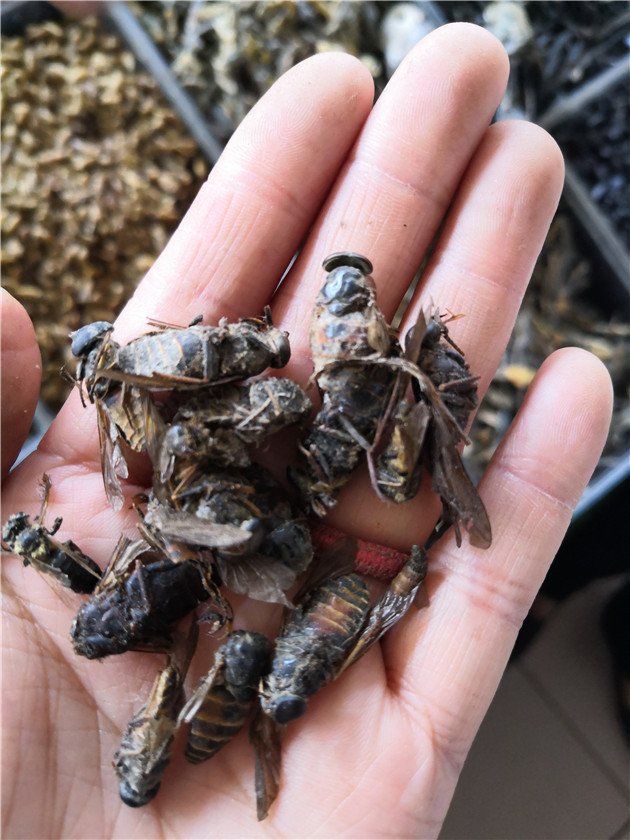 看着像个大苍蝇,叮马叮牛还叮人,晒干就是好药材,小记牛虻