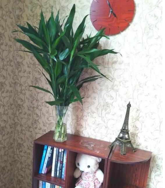 水养富贵竹如何防蚊产卵,富贵竹花盆里的小飞虫怎么办