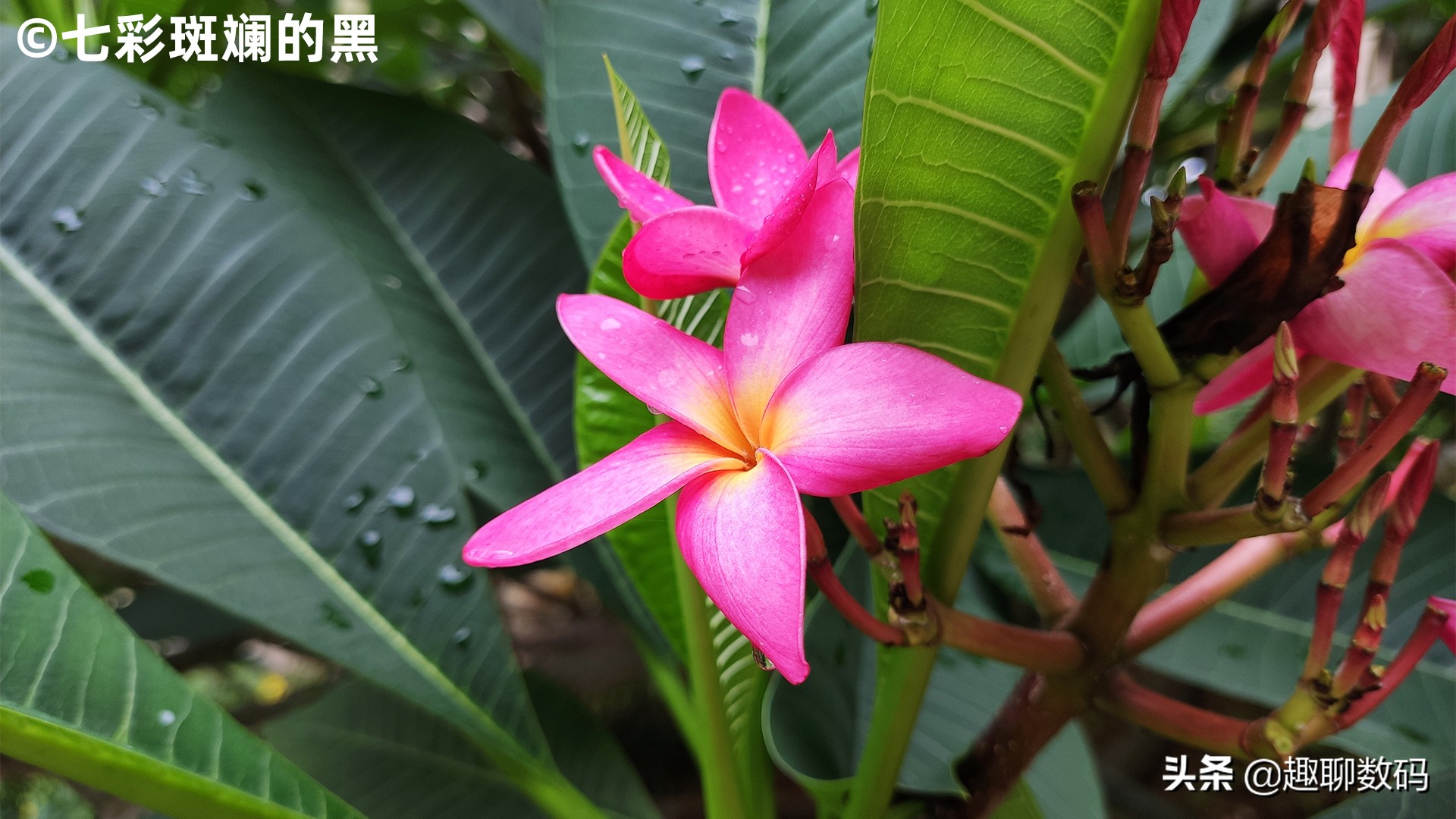 红米k20pro不更新,红米k20pro从此再无旗舰