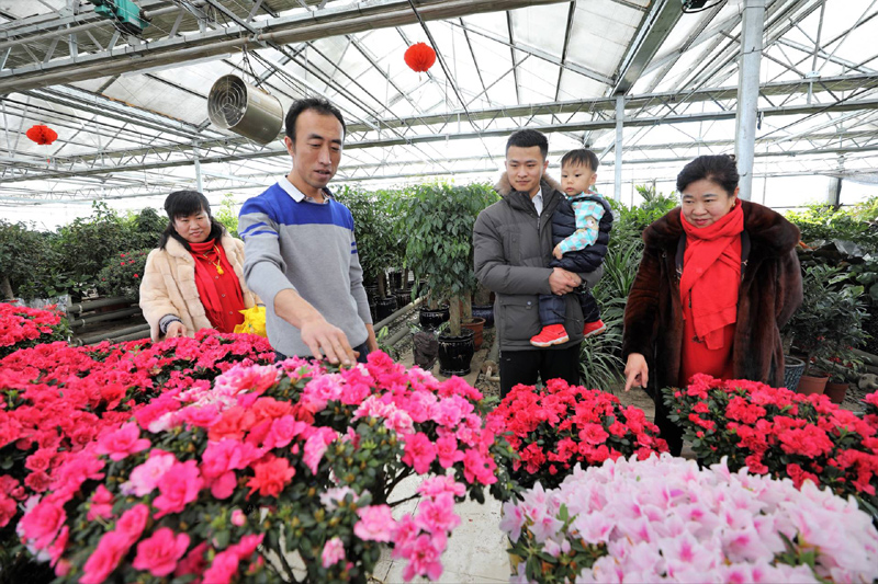 河北一大学生种植花卉，建造“最美后花园”年收入过百万