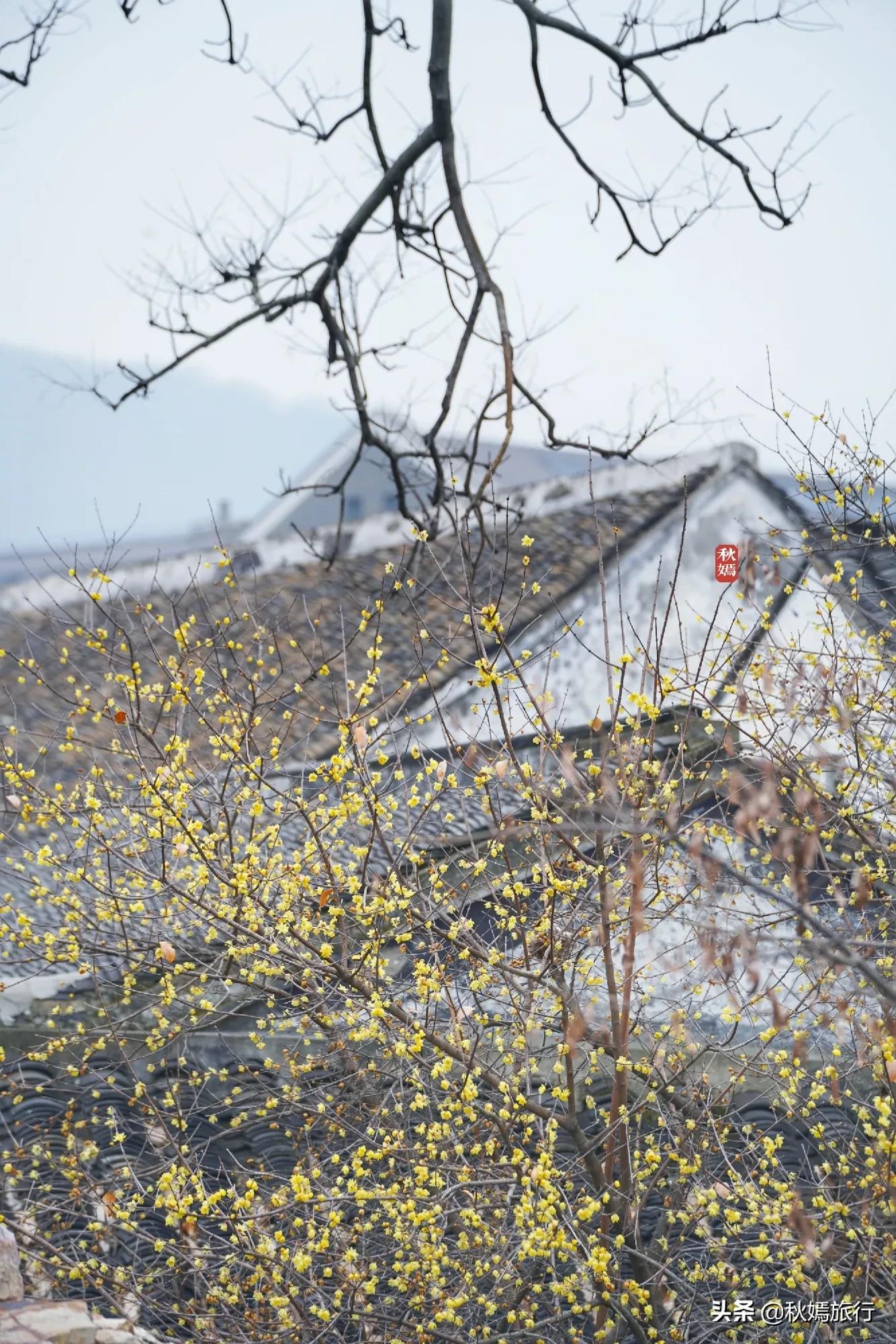 冬游常熟燕园赏蜡梅花,方桥头梅干菜扣肉饼5元一只,顾客盈门