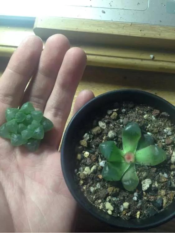 玉露徒长了如何解决,玉露徒长叶子细长干瘪还能恢复吗