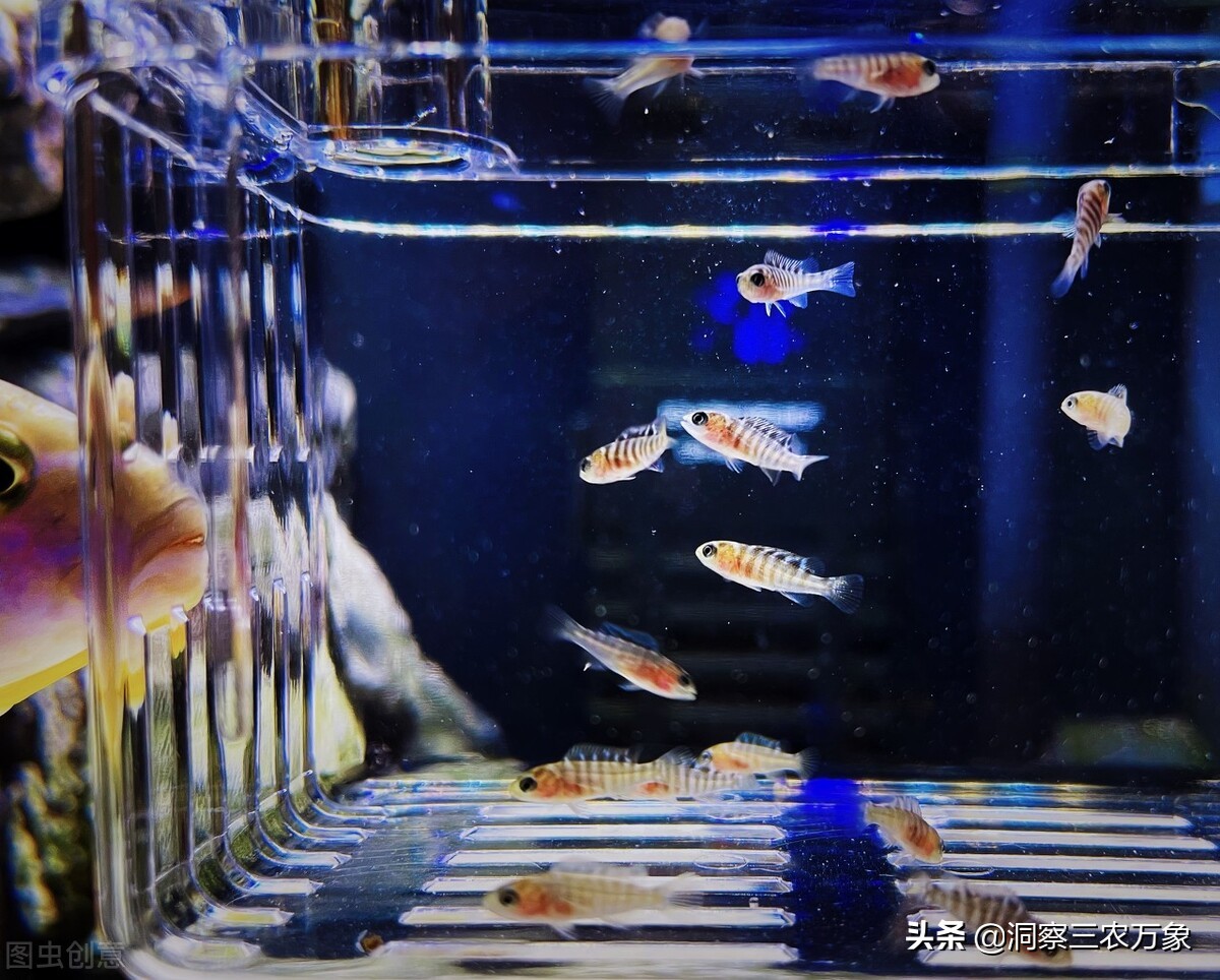 怎样养好三湖慈鲷小鱼苗,三湖慈鲷如何养好水草