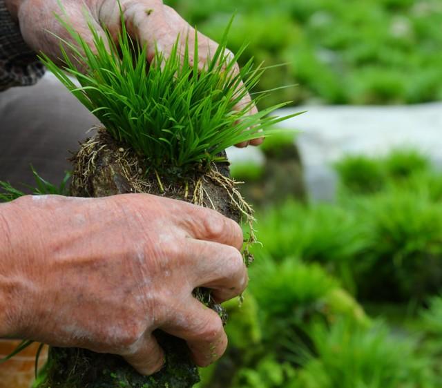 禅意浓浓的菖蒲盆景,最有禅意小绿植是菖蒲