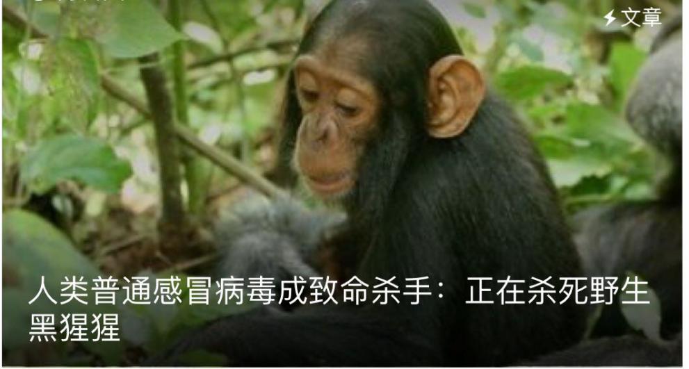 发现首例宠物狗感染新冠,全球首例香港确诊狗感染新冠病毒