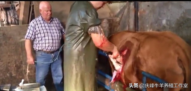 母牛难产怎么办？你就看看这个牛医怎么着