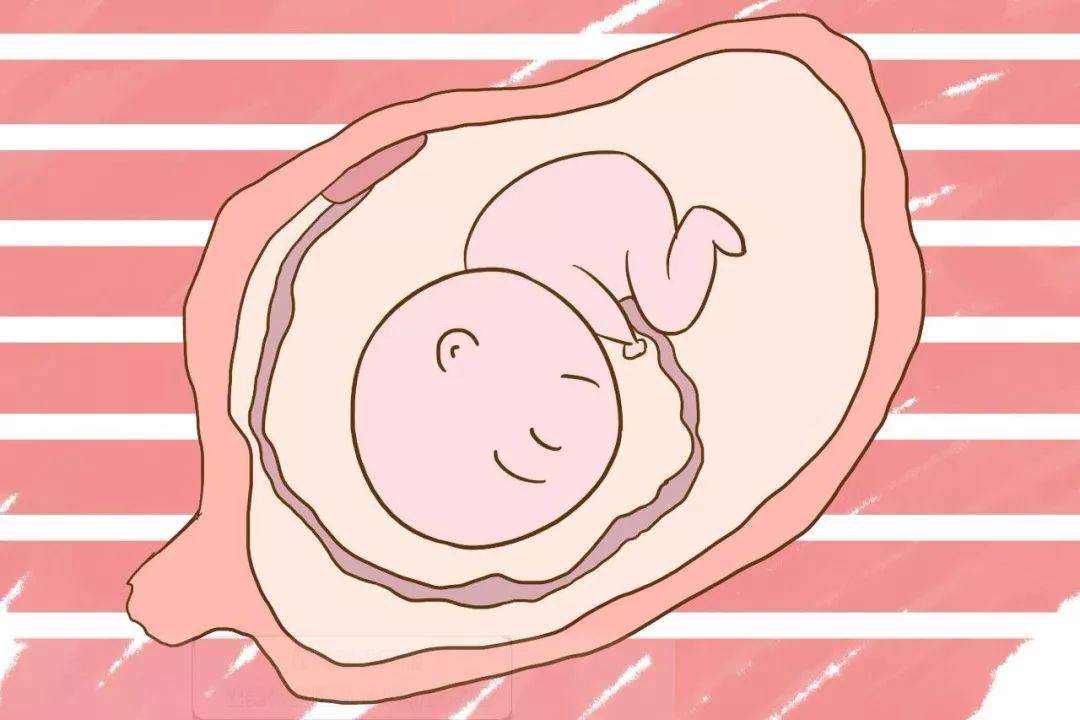 动物胎盘能吃吗,羊的胎盘能吃吗