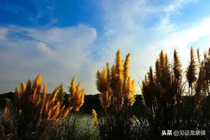 打卡青龙湖湿地公园,青龙湖湿地公园拍照技巧