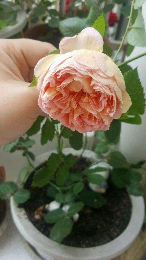 亚伯拉罕达比月季是藤本还是灌木,亚伯拉罕达比和玛格丽特王妃月季