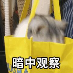 猫咪眼里的世界到底是怎样的,猫咪眼中的世界是什么样子