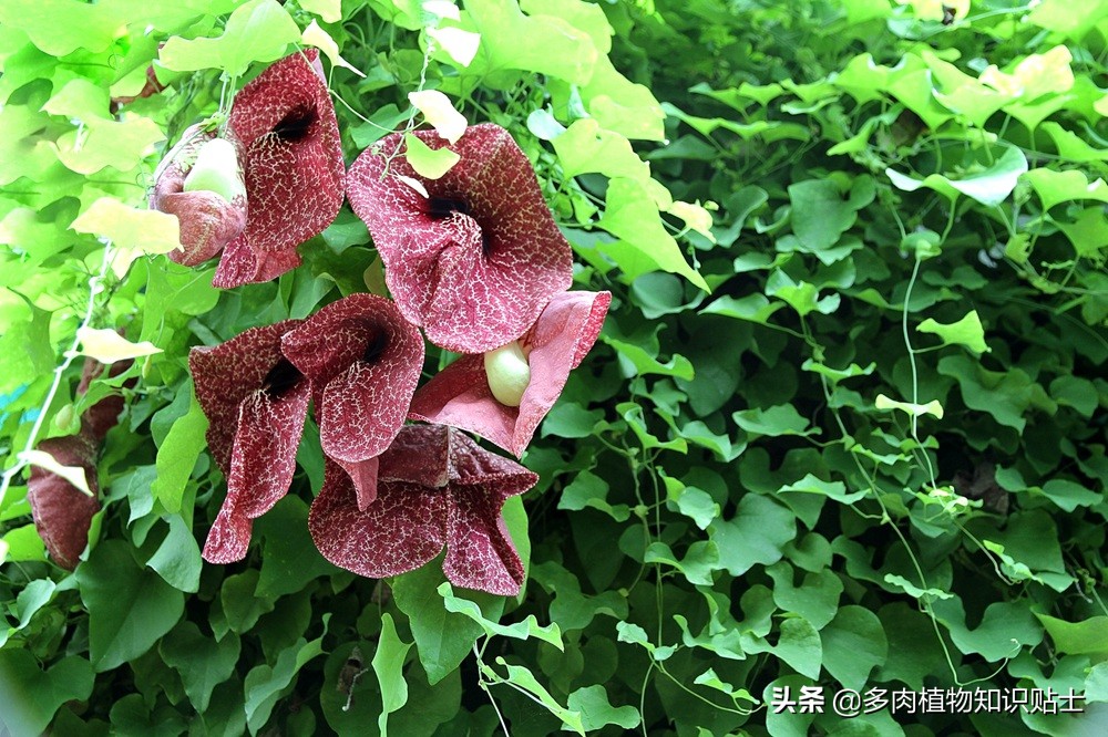 巨花马兜铃怎么繁育,巨花马兜铃图片大全