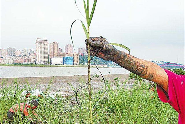 这植物原是“生态系统工程师”，隐藏多年爆发，成了“生态杀手”