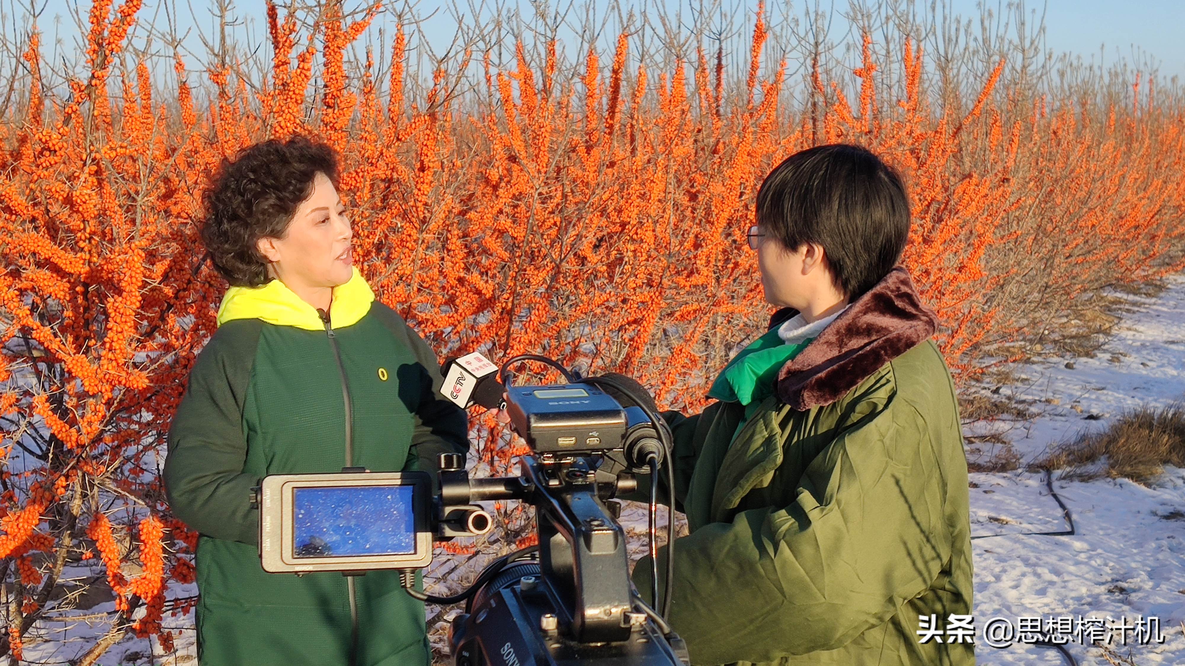 张伯礼院士重磅奖,张伯礼沙棘