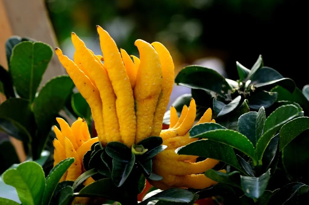 十种容易种的水果适合阳台种,这种水果南方大量种植