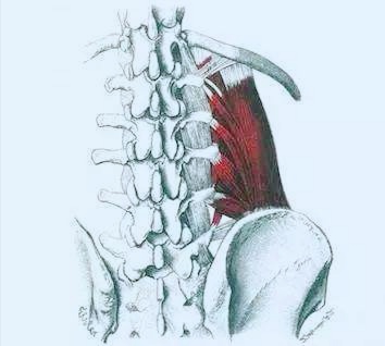 站姿哑铃练背肌最好的8个动作,练习哑铃的正确姿势家常做法