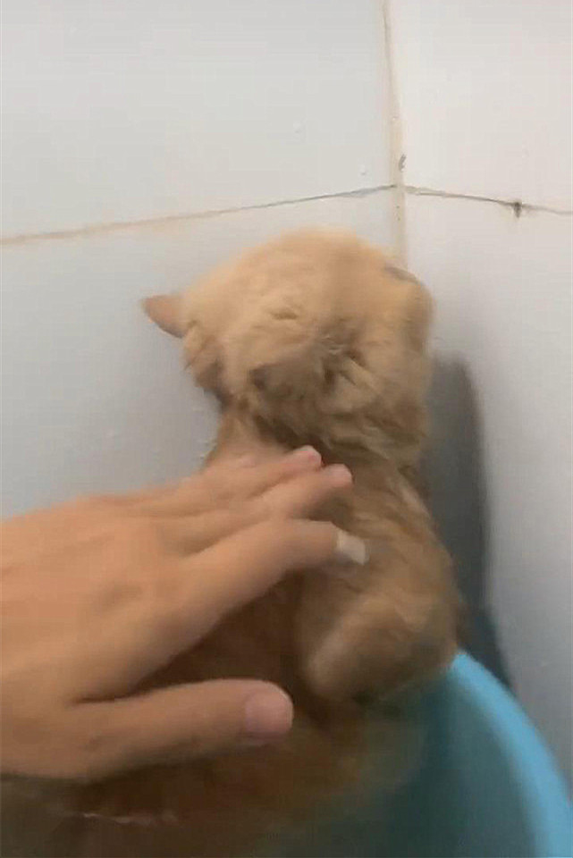 给猫咪洗澡不用急,给猫咪洗澡发现了不得了的事情