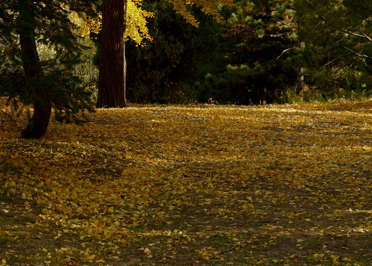 金色的北京犬,金色的北京现代汽车