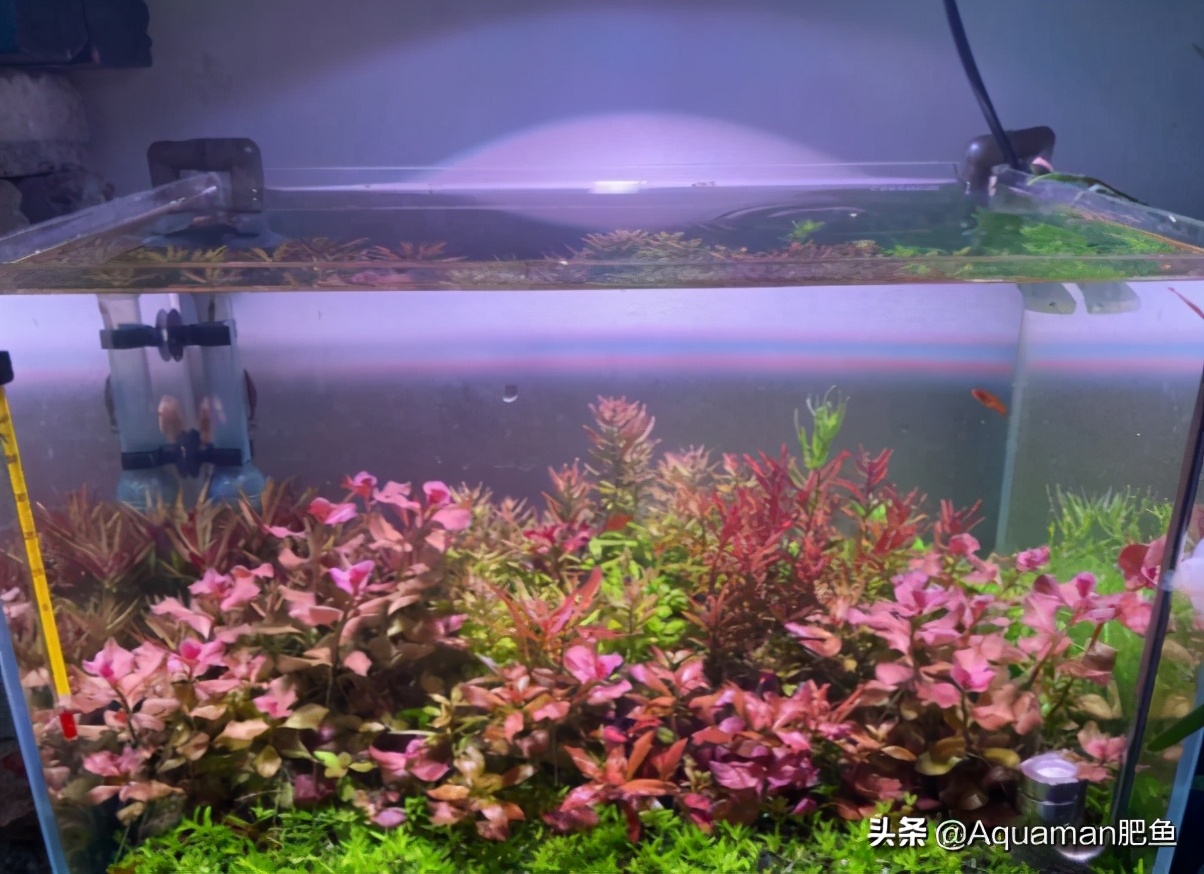 便宜又好养的水草推荐,好养又便宜的水草推荐