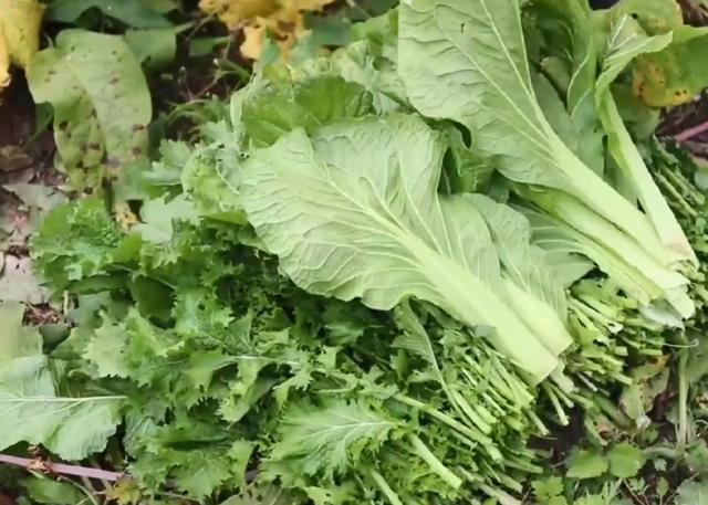 广元土酸菜没有酸水怎么办,广元做酸菜有盖子还要密封吗