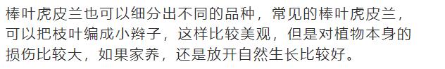 什么花放在家里最好看最实用,放家里风水好又好养的花有哪些