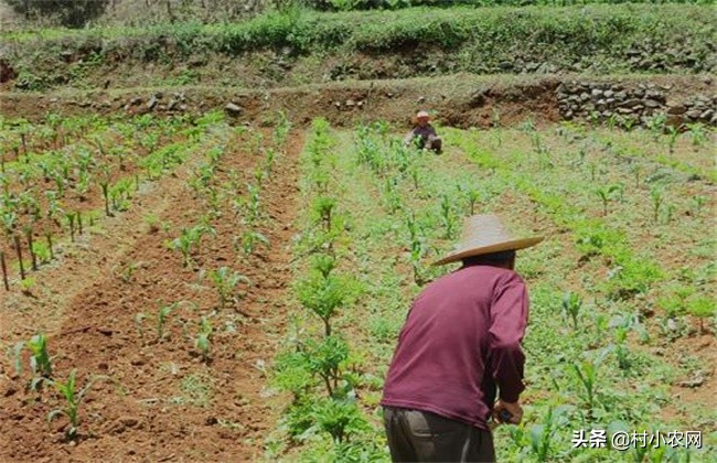 魔芋如何种植才能高产不会烂,种魔芋除草用什么不害魔芋