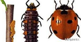 如何区分有益和有害的瓢虫,瓢虫是益虫吗