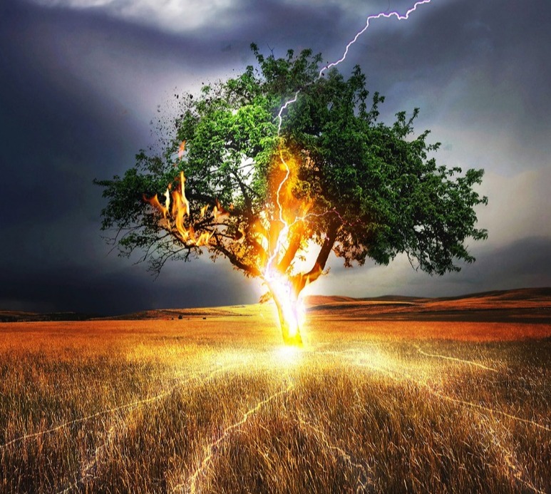 550只羊被雷劈死后续,550只羊被雷劈死原因