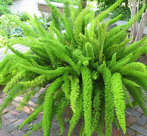 100种绿植大全,50种盆栽绿植花卉大全