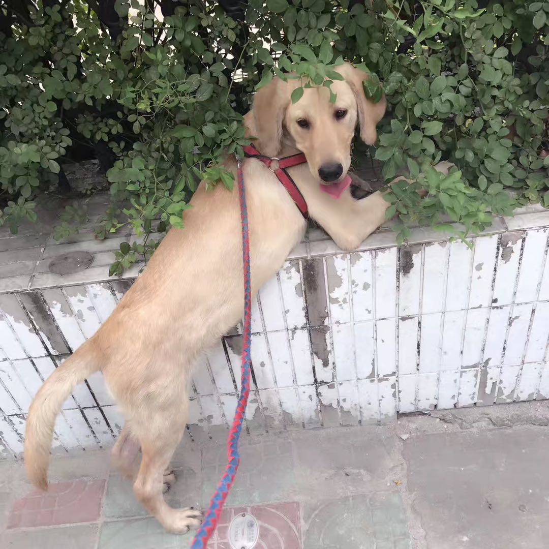 对不起我又想你了,对不起我又想你啦完整