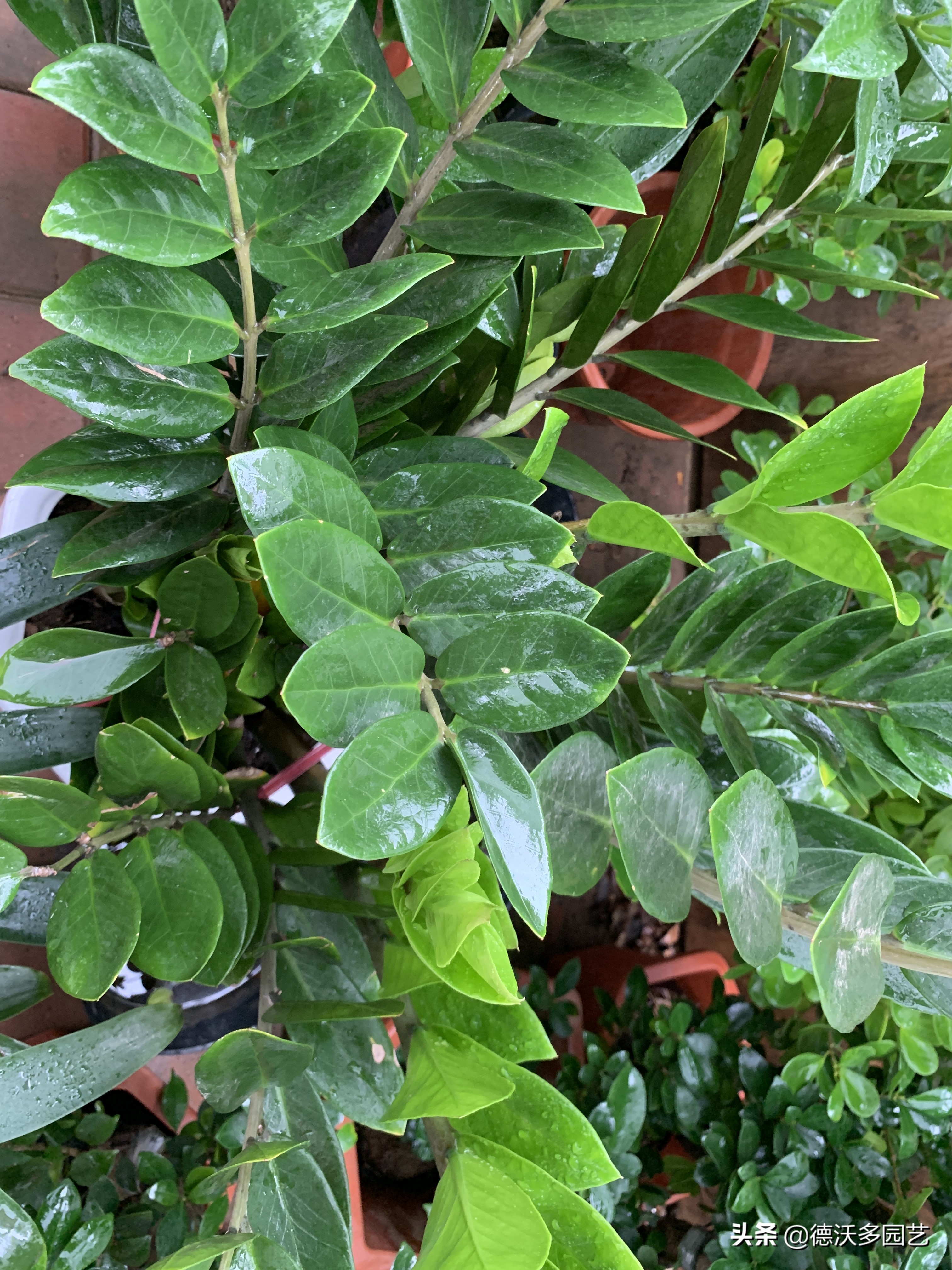 金钱树很容易出现褐斑病,金钱树炭疽病的防治