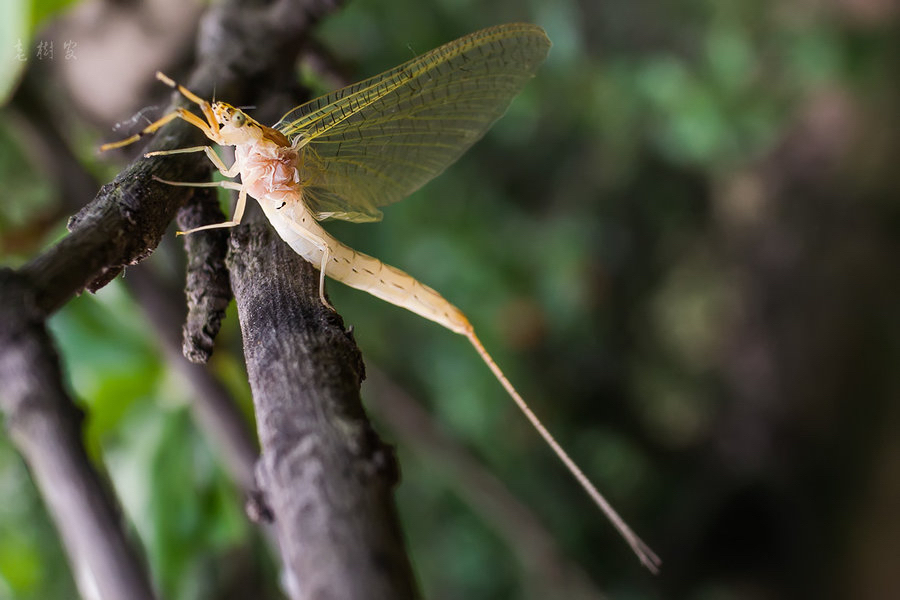 河南邓州惊现飞虫集聚,被传为“涨水蛾”,它们的出现意味什么?