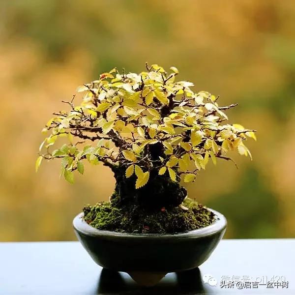 盆景对应季节,昼夜温差大对盆景有什么影响