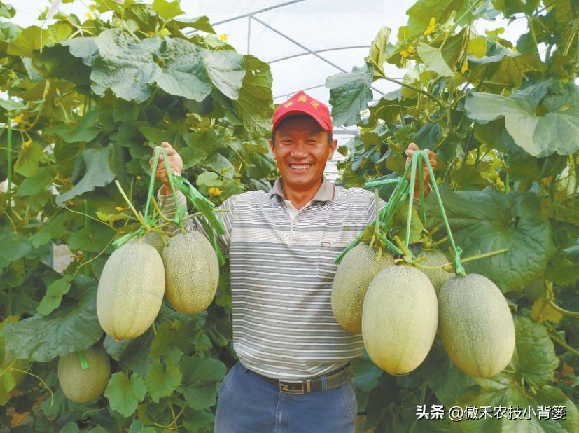 农作物苗期用哪个调节剂比较好,作物生长调节剂大全