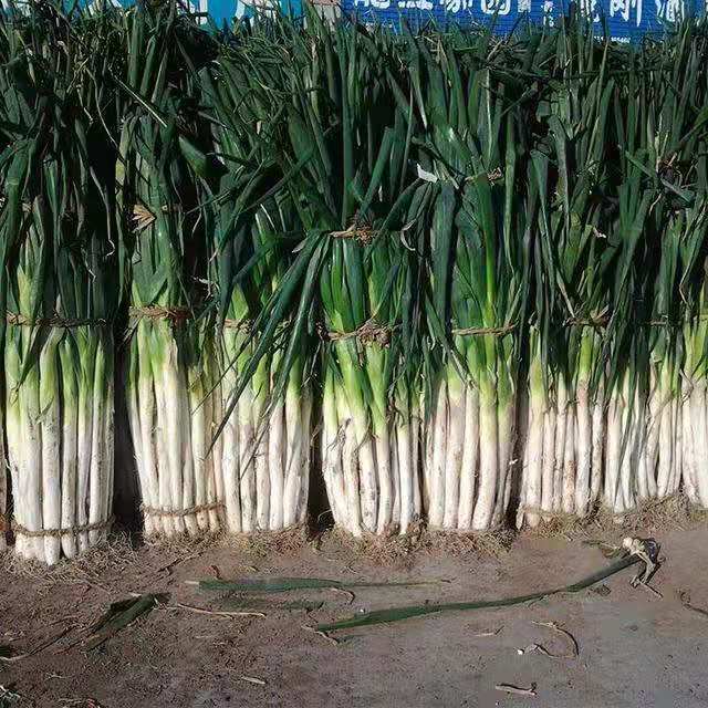 临泉人看临泉的发展，你想知道的临泉县在这里