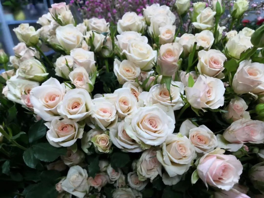 香槟玫瑰黄色泡泡,香槟多头玫瑰种植