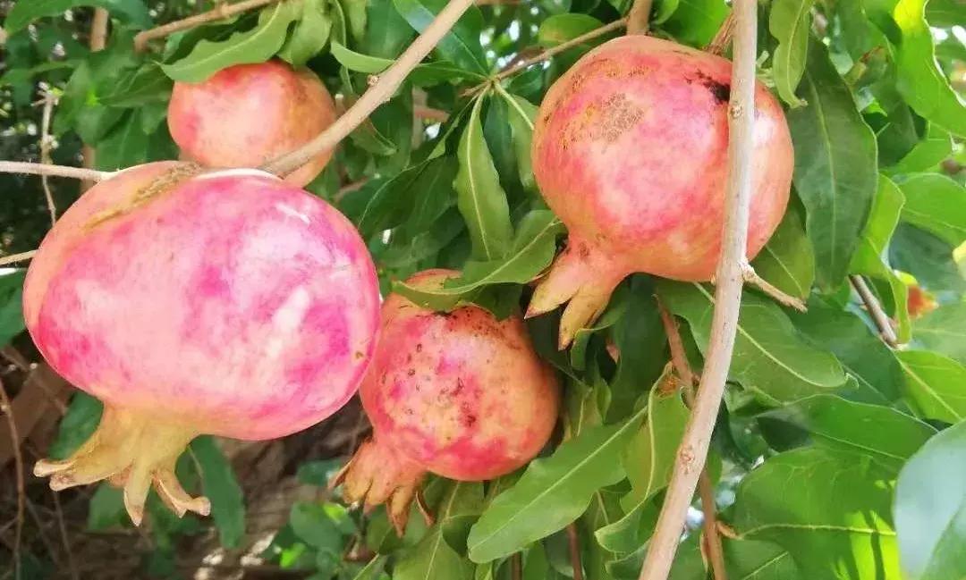 金秋采摘正当时!山东这十种田间美味错过再等一年!