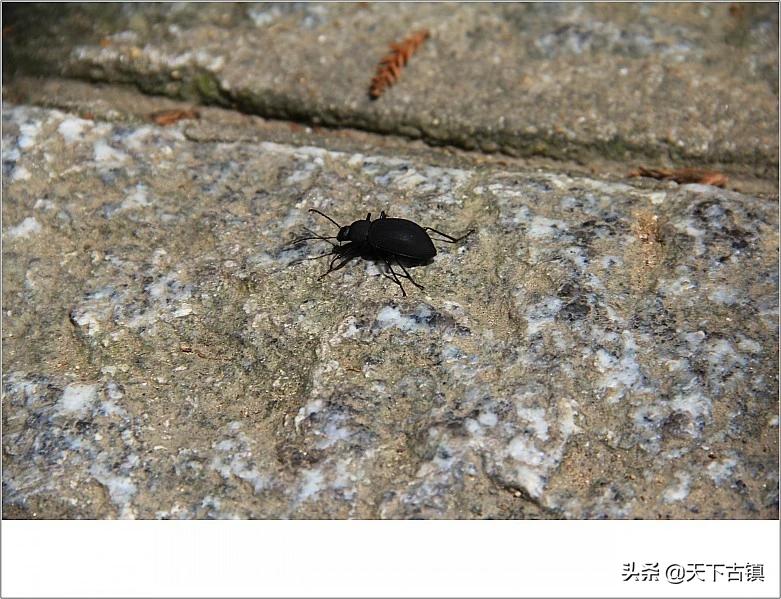 南岳衡山喊客视频,南岳衡山旅游视频