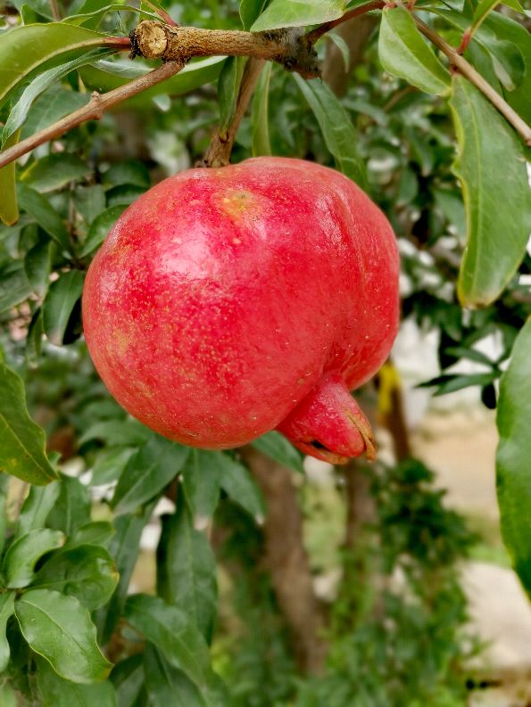又柔软又好吃的石榴,甘甜多汁的石榴