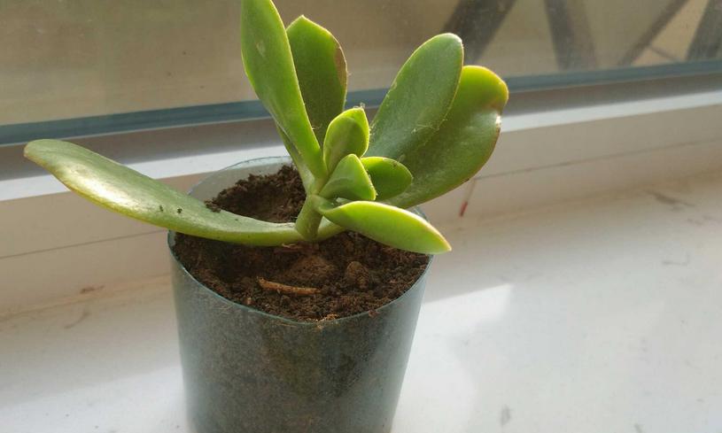 塑料瓶养花的正确方法,适合养花的塑料瓶