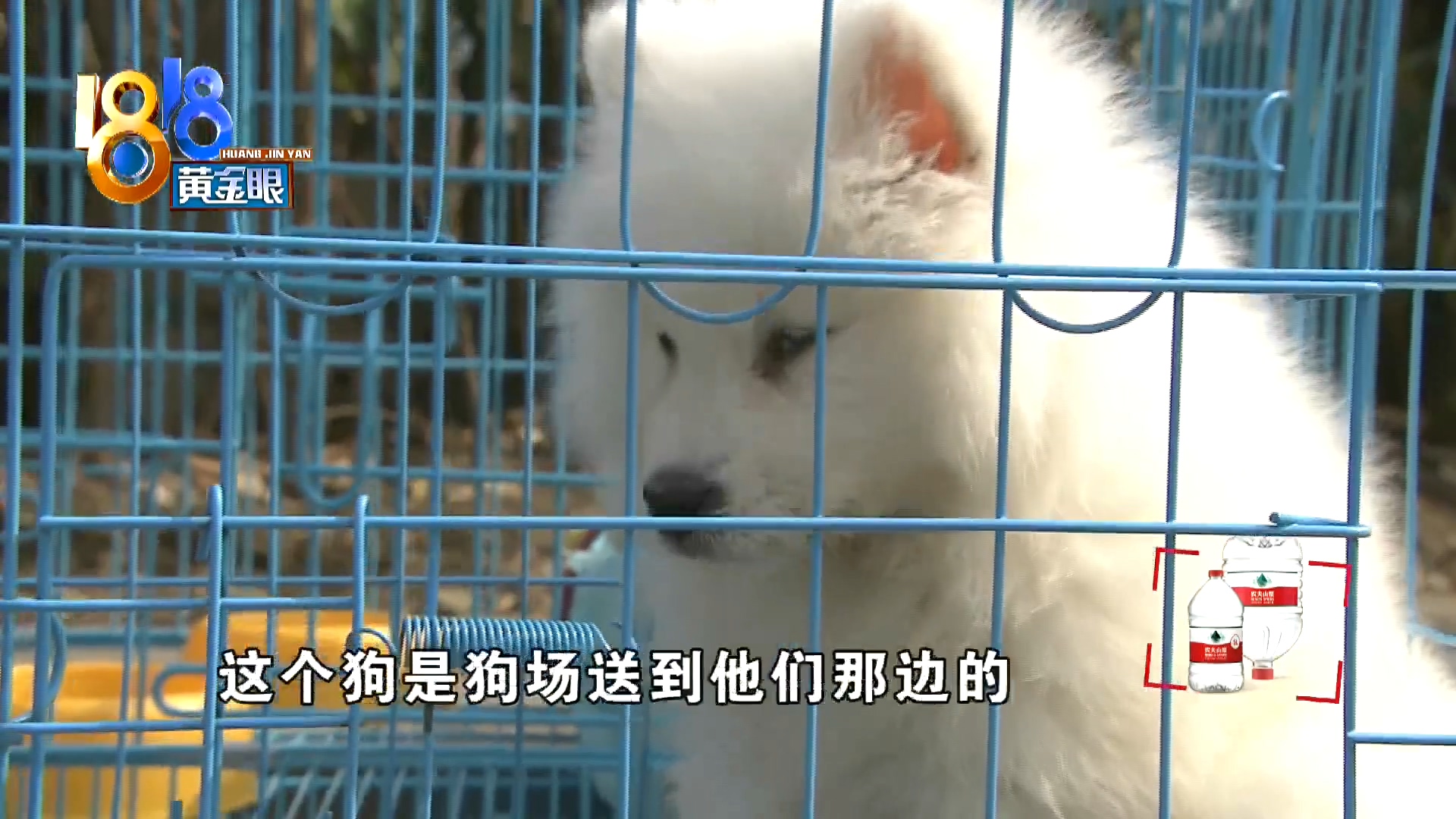 刚买10天不到的小狗被炖了,买来三天小狗就腿站不直了