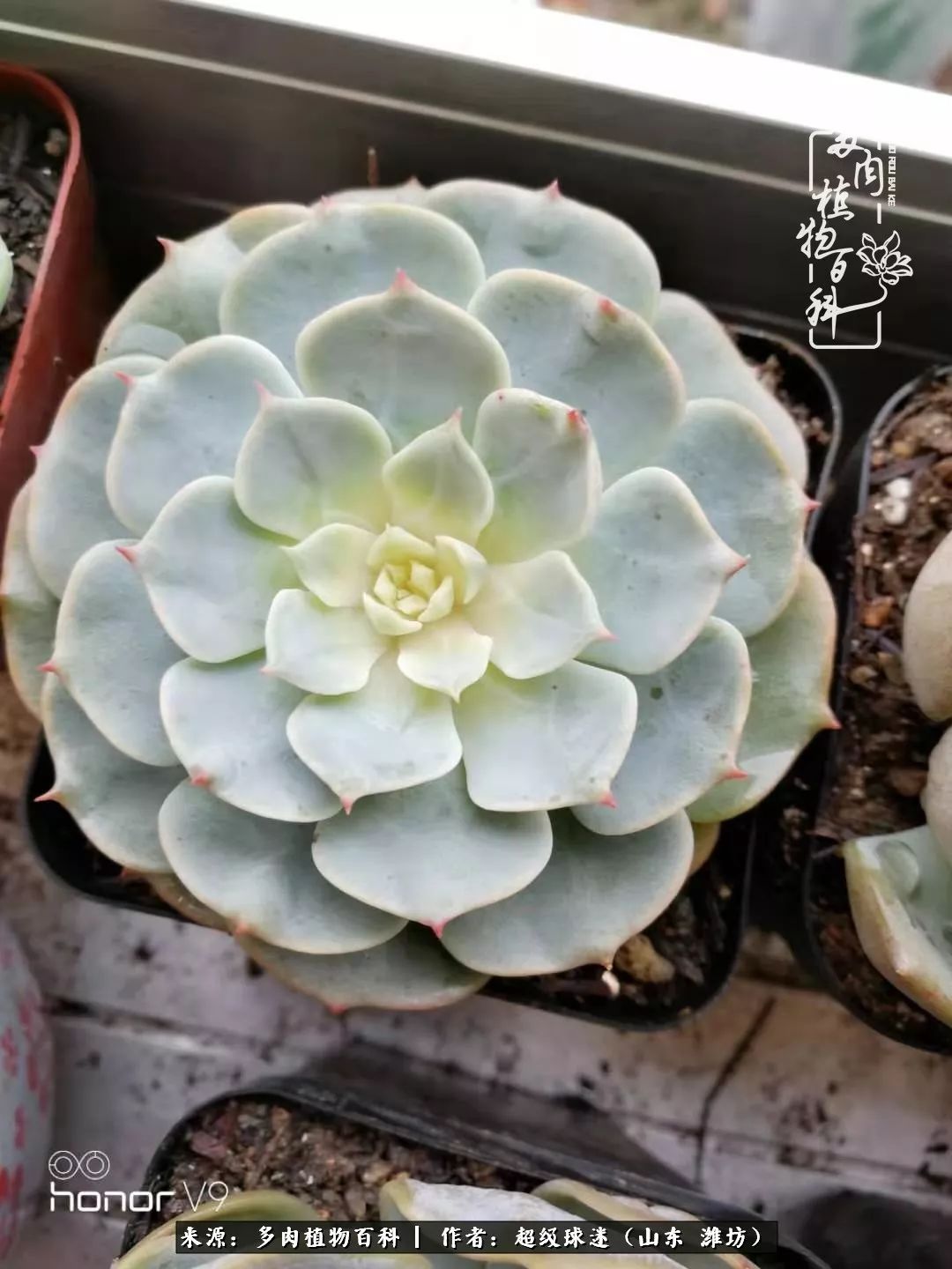 多肉黑茎咋办,多肉黑菌