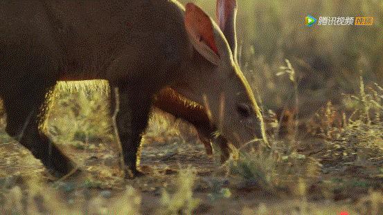 bbc封神,让很多人看一次哭一次的视频