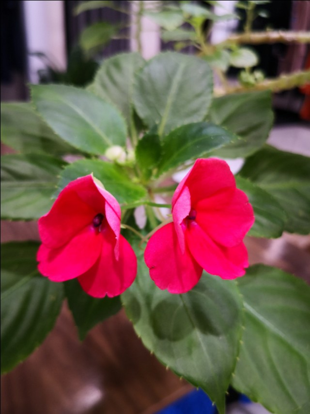 西宁之夏丨遇见美丽的凤仙花