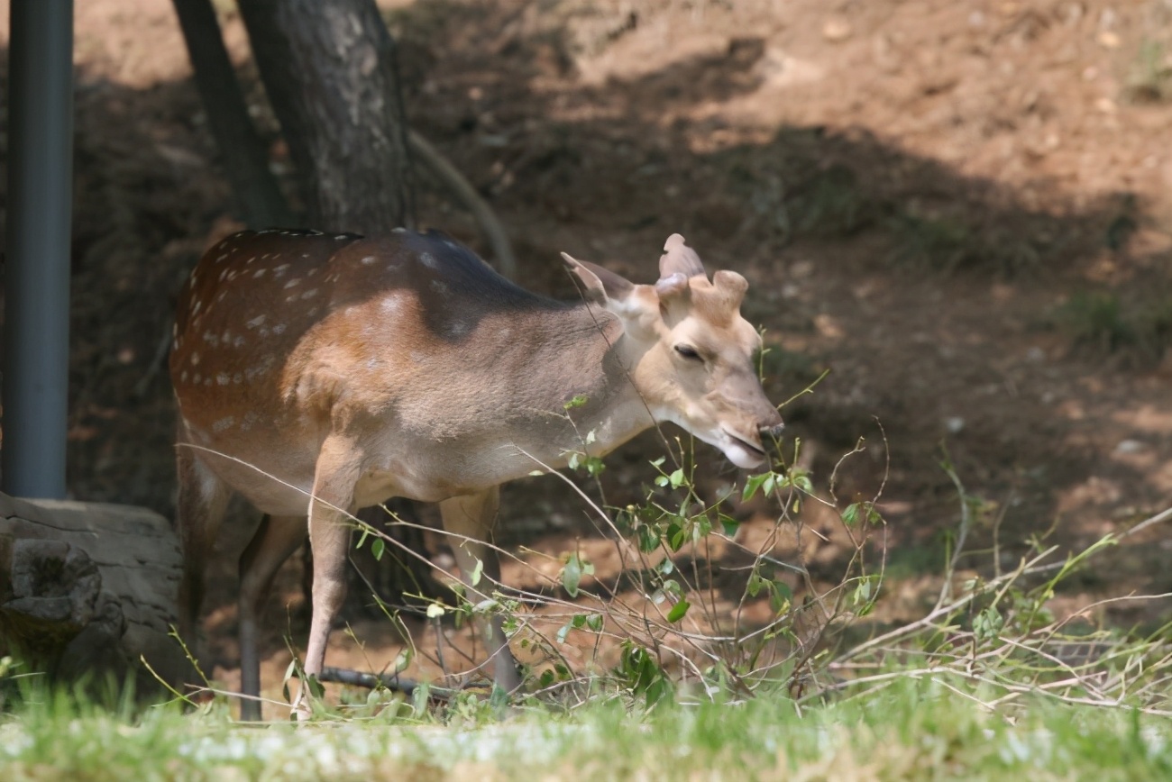 梅花鹿为什么夏天才有斑点,梅花鹿怎么没长鹿茸