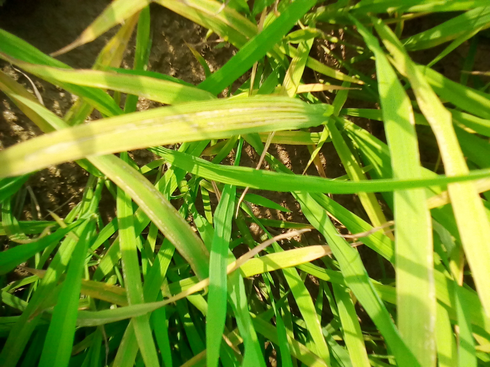 水稻叶片发黄有褐色斑点,水稻叶子发黄一招搞定