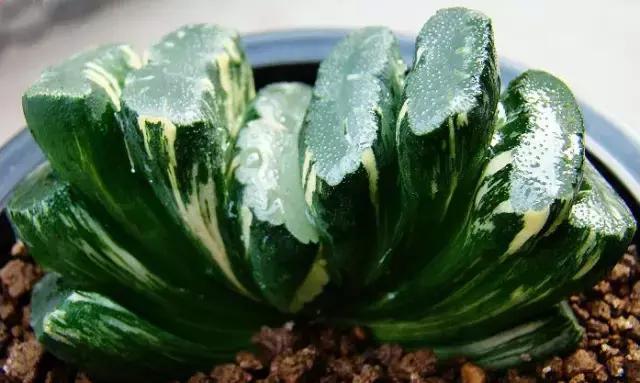 天价名贵药材,最贵的植物排行榜前十名